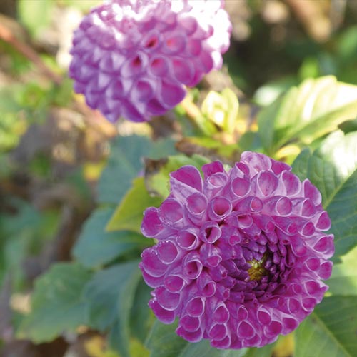 Dahlienblüten lila